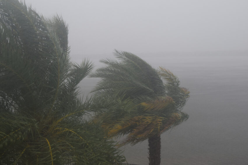 hurricane category - high wind speeds blowing trees in storm
